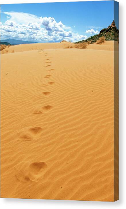 Dune Trail - Canvas Print