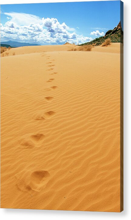 Dune Trail - Acrylic Print