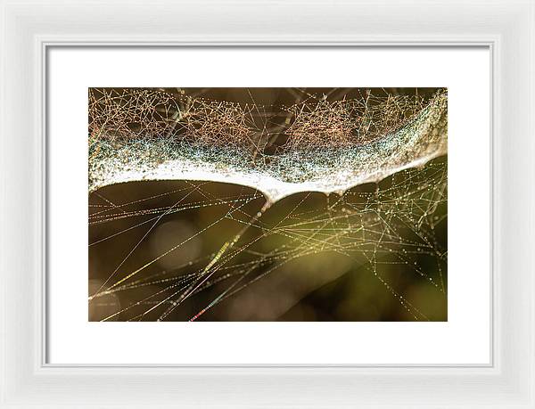 Charlotte's - Framed Print