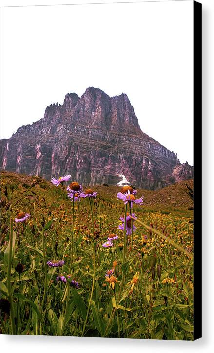 Clements Flower - Canvas Print