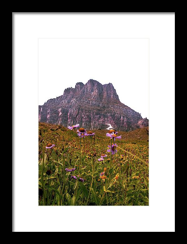 Clements Flower - Framed Print