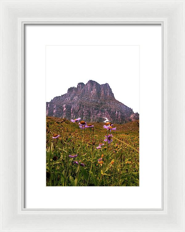 Clements Flower - Framed Print