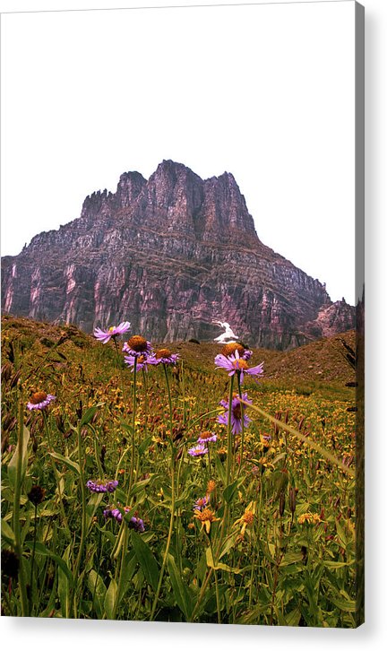 Clements Flower - Acrylic Print