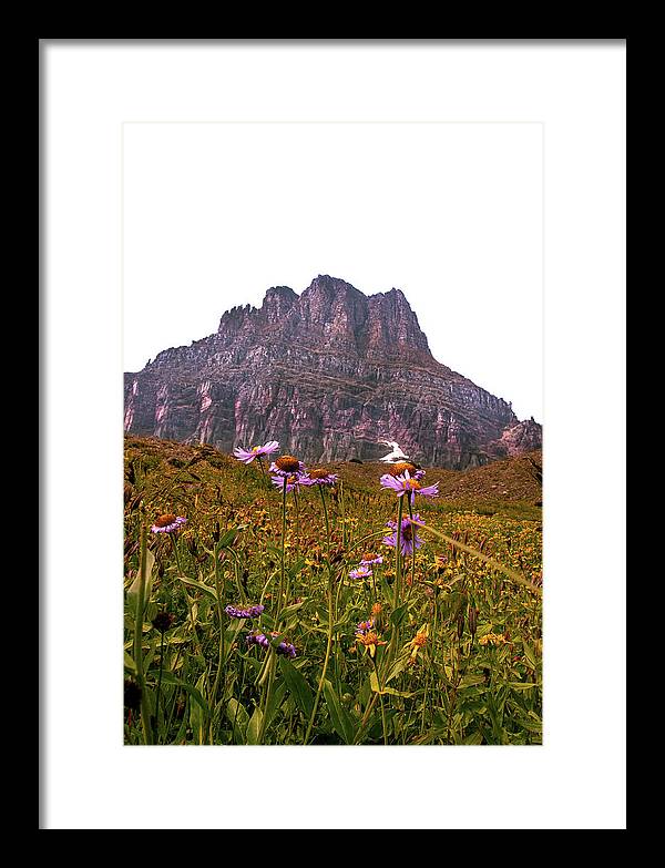 Clements Flower - Framed Print