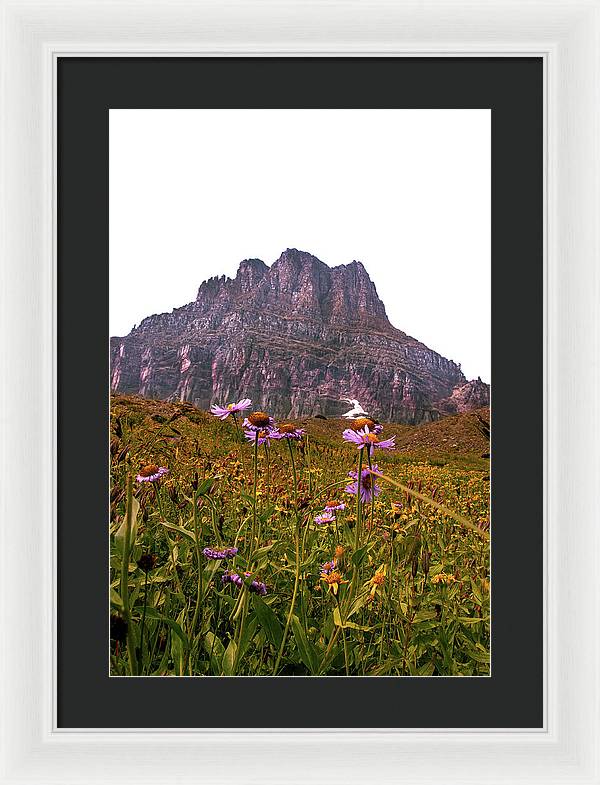 Clements Flower - Framed Print