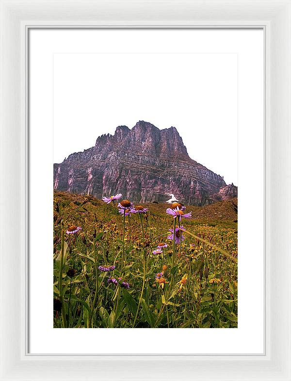 Clements Flower - Framed Print