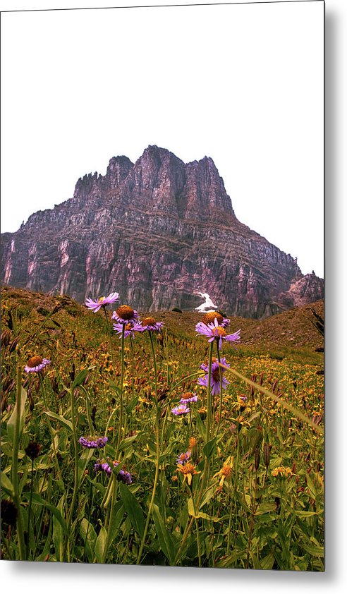 Clements Flower - Metal Print