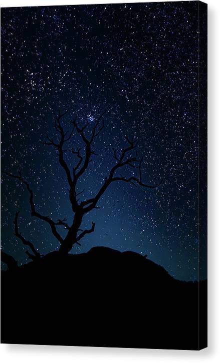 Desert Cluster Tree - Canvas Print