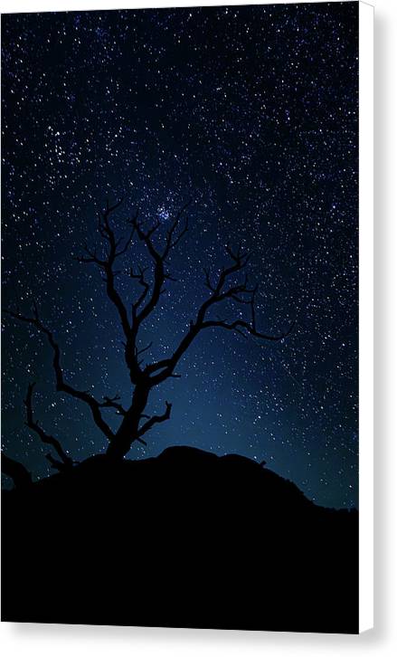 Desert Cluster Tree - Canvas Print