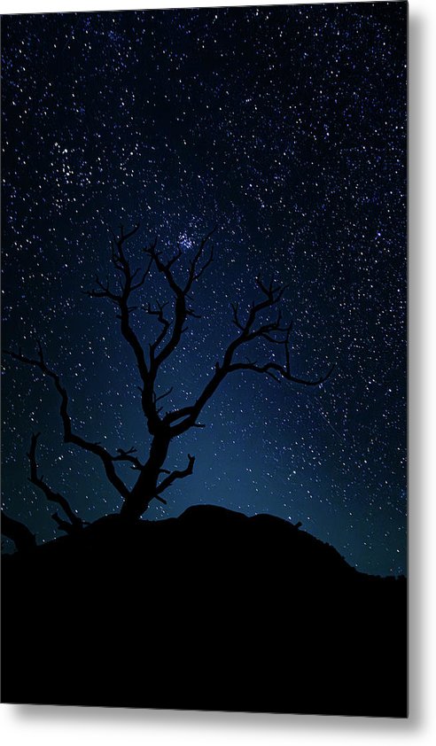 Desert Cluster Tree - Metal Print