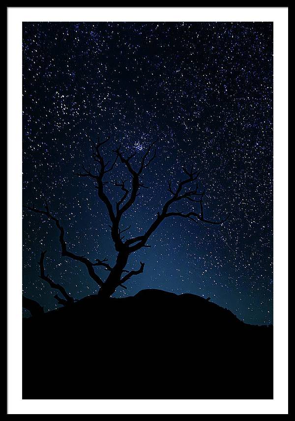 Desert Cluster Tree - Framed Print