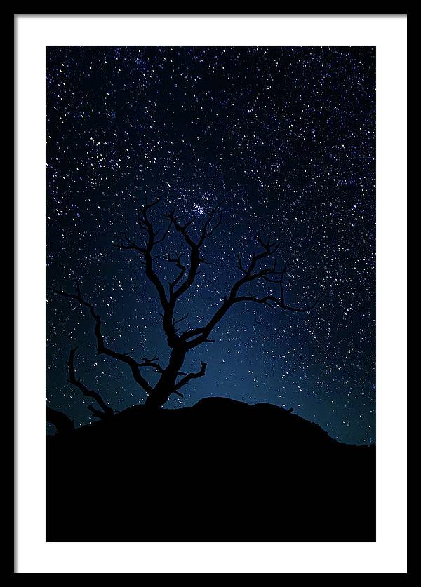 Desert Cluster Tree - Framed Print