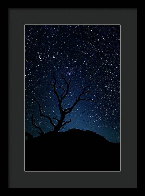 Desert Cluster Tree - Framed Print