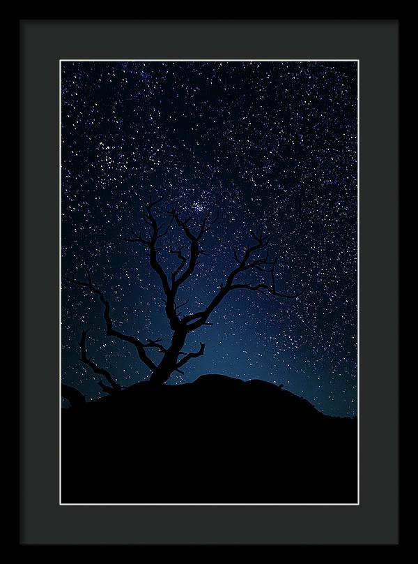 Desert Cluster Tree - Framed Print