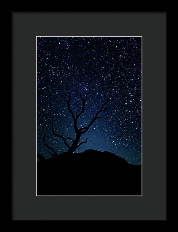 Desert Cluster Tree - Framed Print