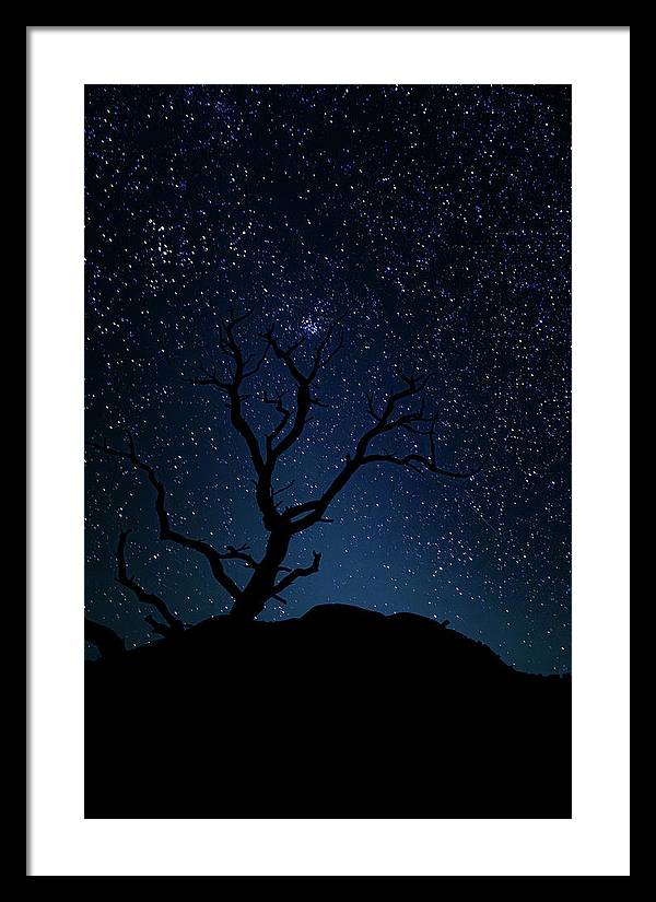 Desert Cluster Tree - Framed Print