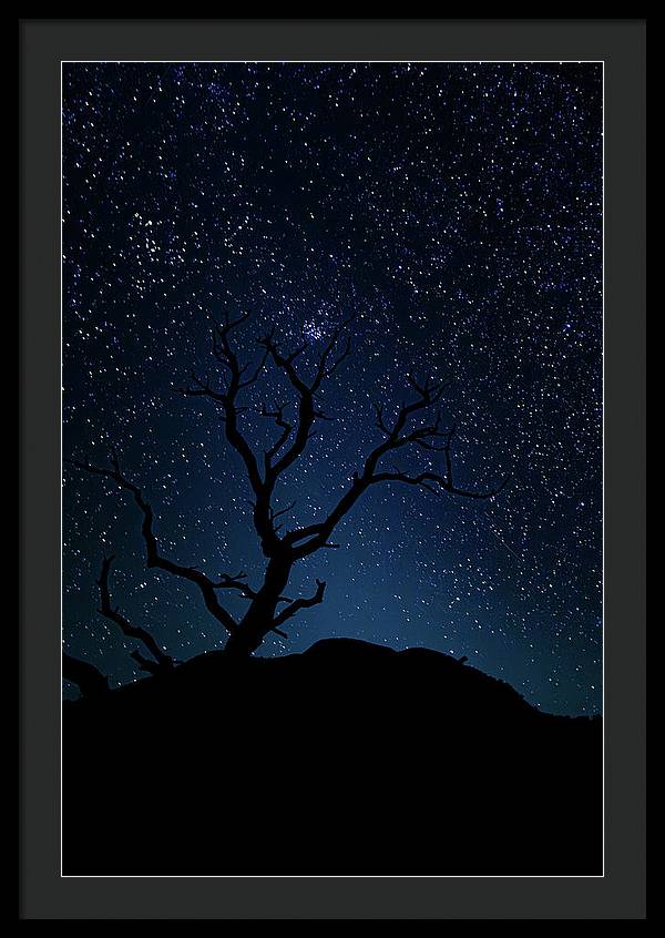 Desert Cluster Tree - Framed Print