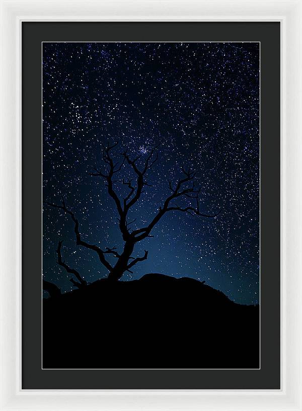 Desert Cluster Tree - Framed Print