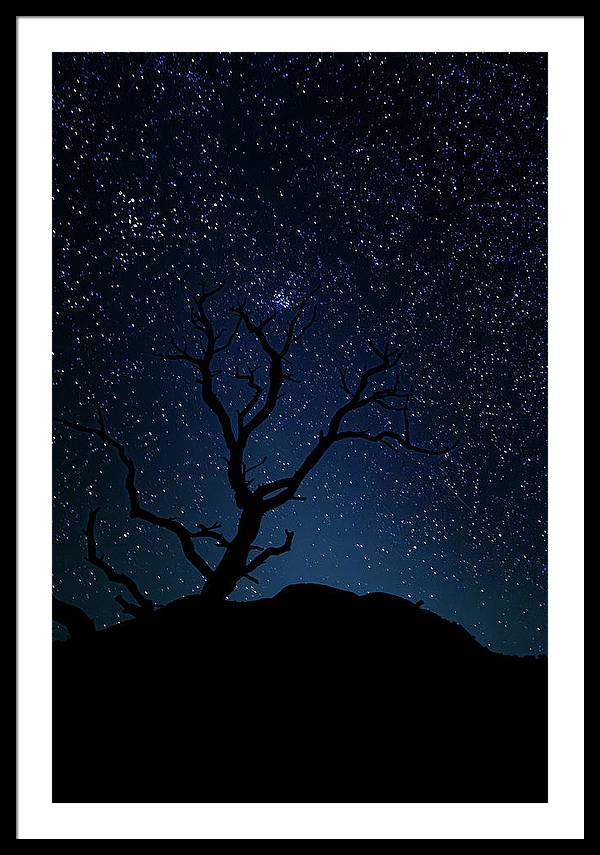 Desert Cluster Tree - Framed Print