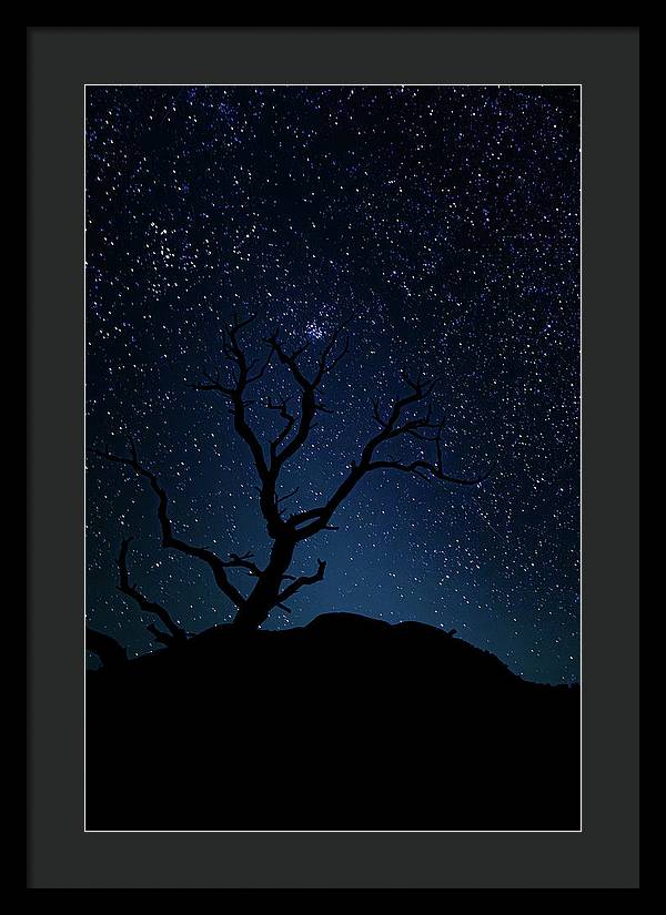 Desert Cluster Tree - Framed Print