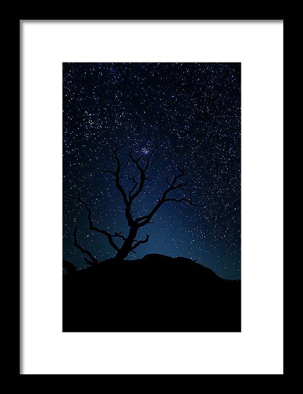 Desert Cluster Tree - Framed Print