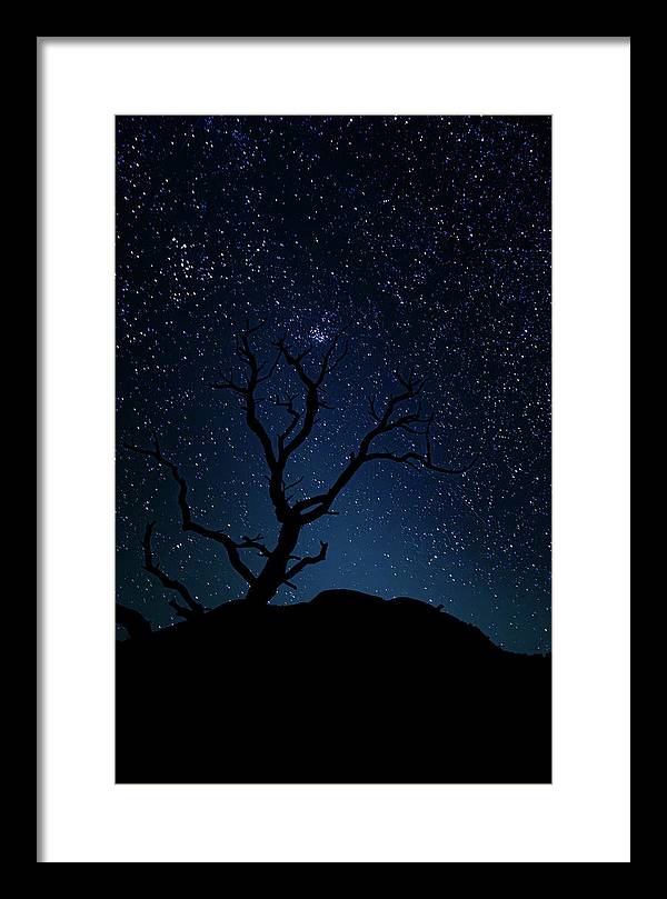 Desert Cluster Tree - Framed Print