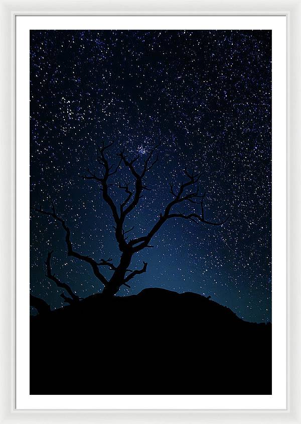 Desert Cluster Tree - Framed Print