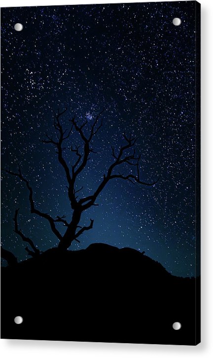 Desert Cluster Tree - Acrylic Print