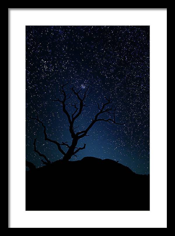 Desert Cluster Tree - Framed Print