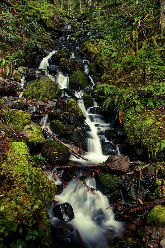 Rainforest Waterfall - Art Print