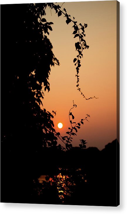 Sexy Vine - Acrylic Print