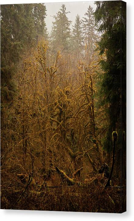 Spooky Forest - Canvas Print