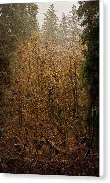 Spooky Forest - Canvas Print