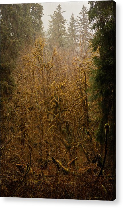 Spooky Forest - Acrylic Print