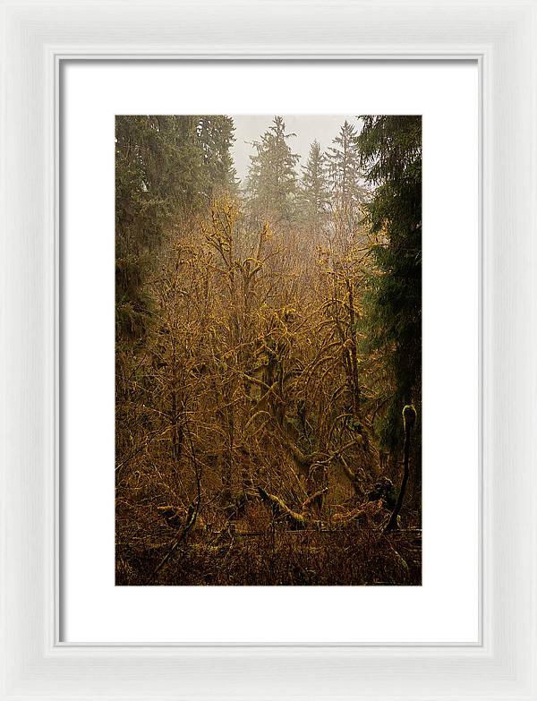 Spooky Forest - Framed Print