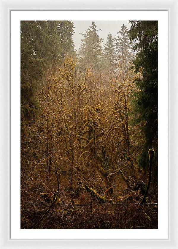 Spooky Forest - Framed Print