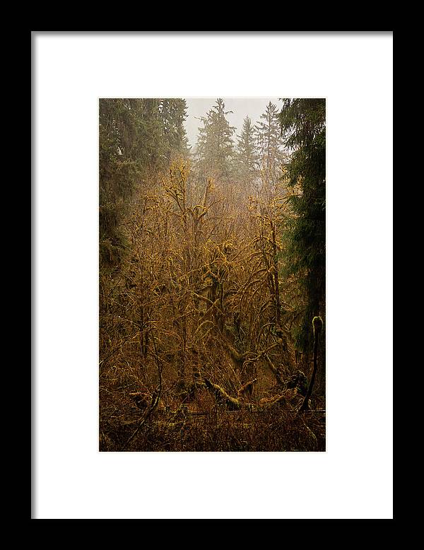 Spooky Forest - Framed Print