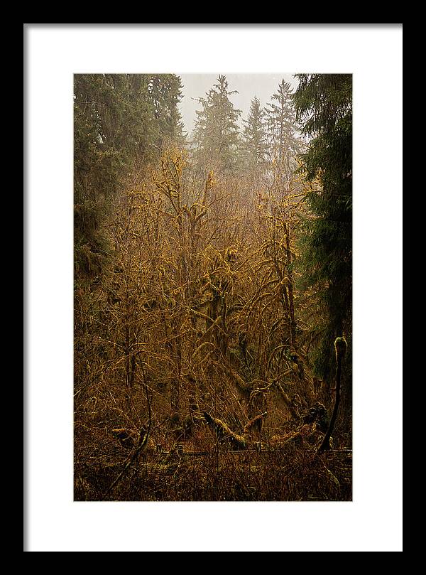 Spooky Forest - Framed Print