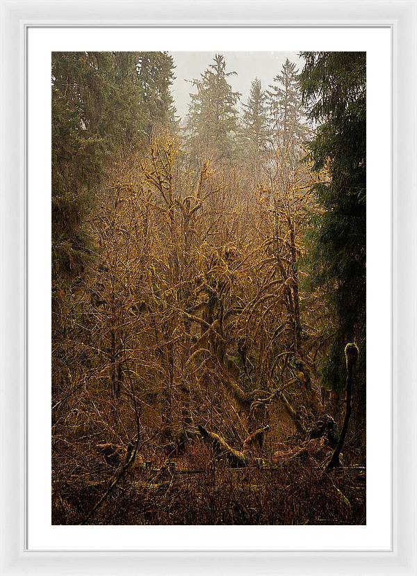 Spooky Forest - Framed Print