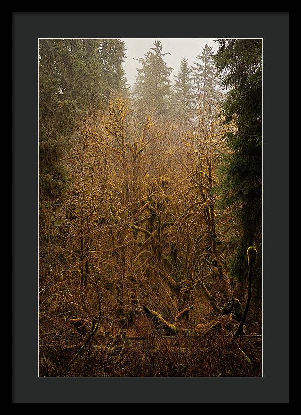 Spooky Forest - Framed Print