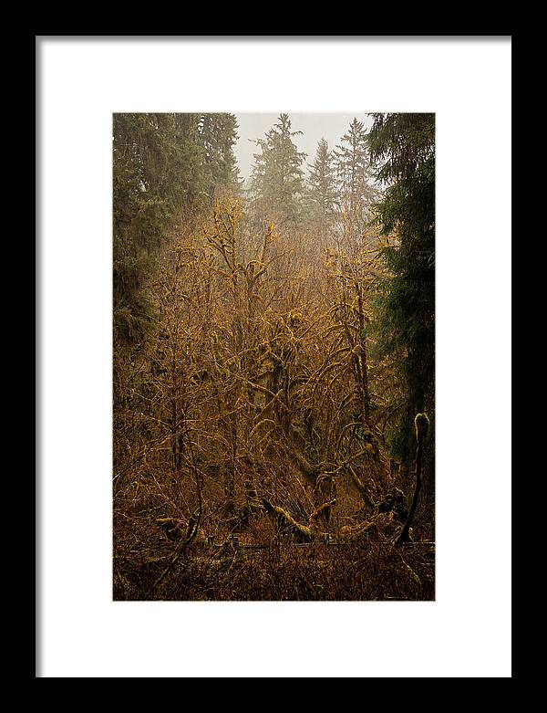 Spooky Forest - Framed Print