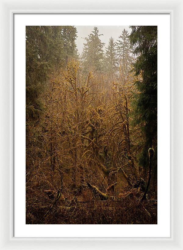 Spooky Forest - Framed Print