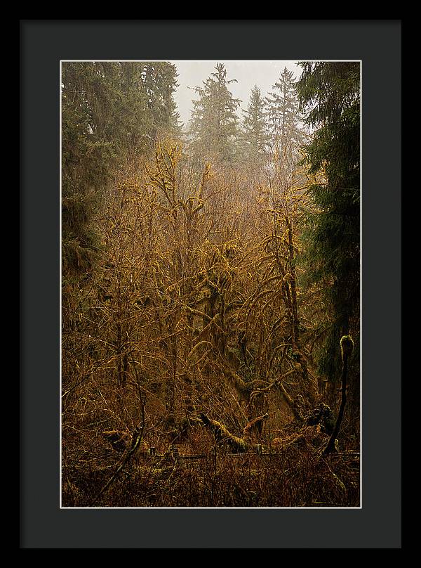 Spooky Forest - Framed Print