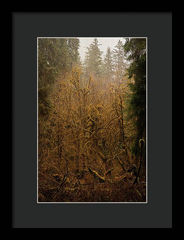 Spooky Forest - Framed Print