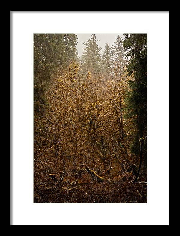 Spooky Forest - Framed Print