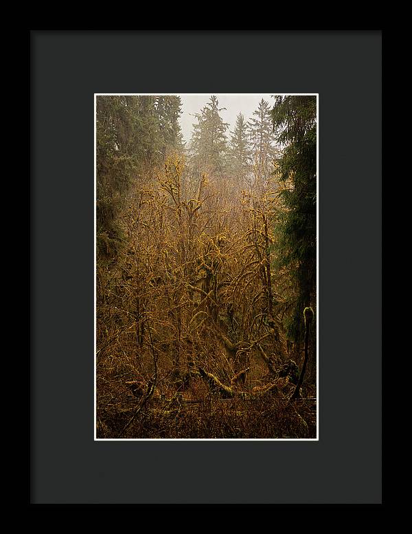 Spooky Forest - Framed Print