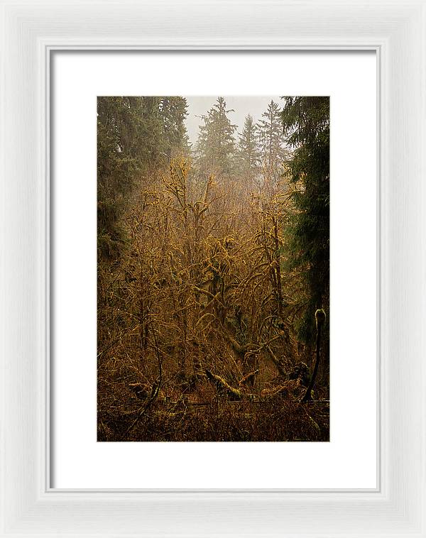 Spooky Forest - Framed Print