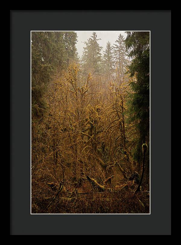 Spooky Forest - Framed Print