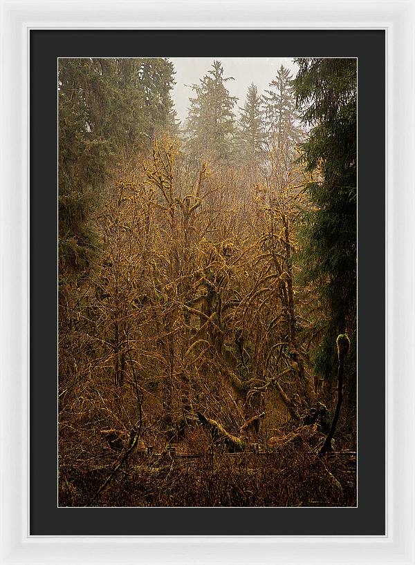 Spooky Forest - Framed Print