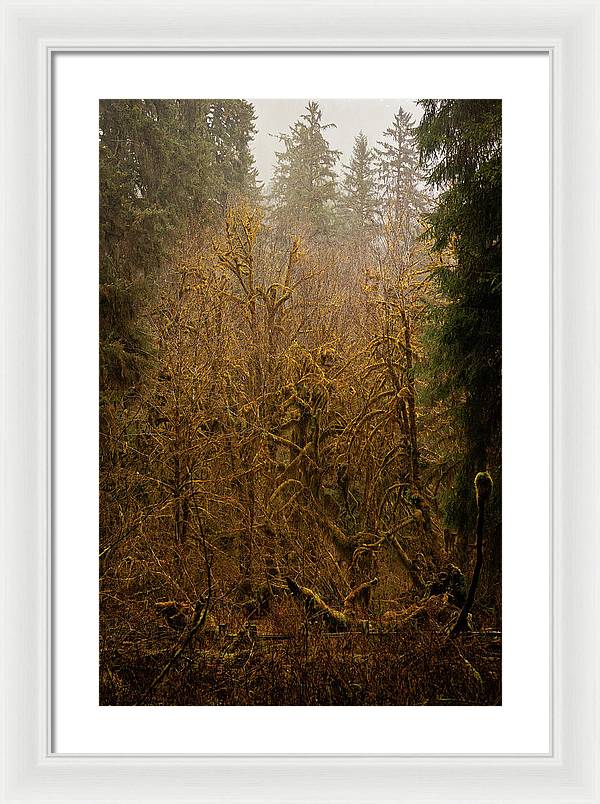 Spooky Forest - Framed Print